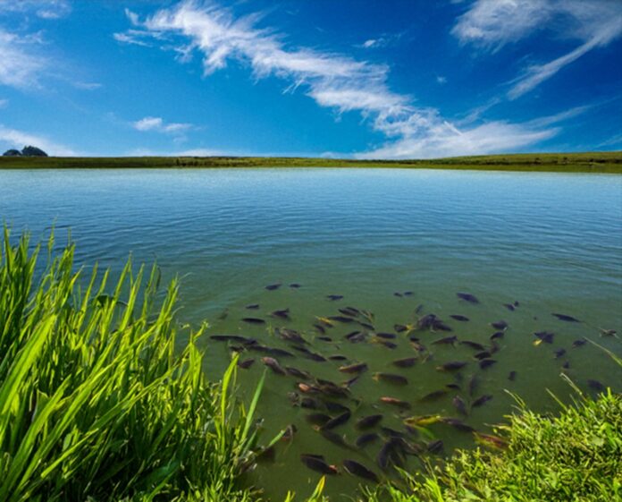 Korninga B Community Embarks on Sustainable Forest Management